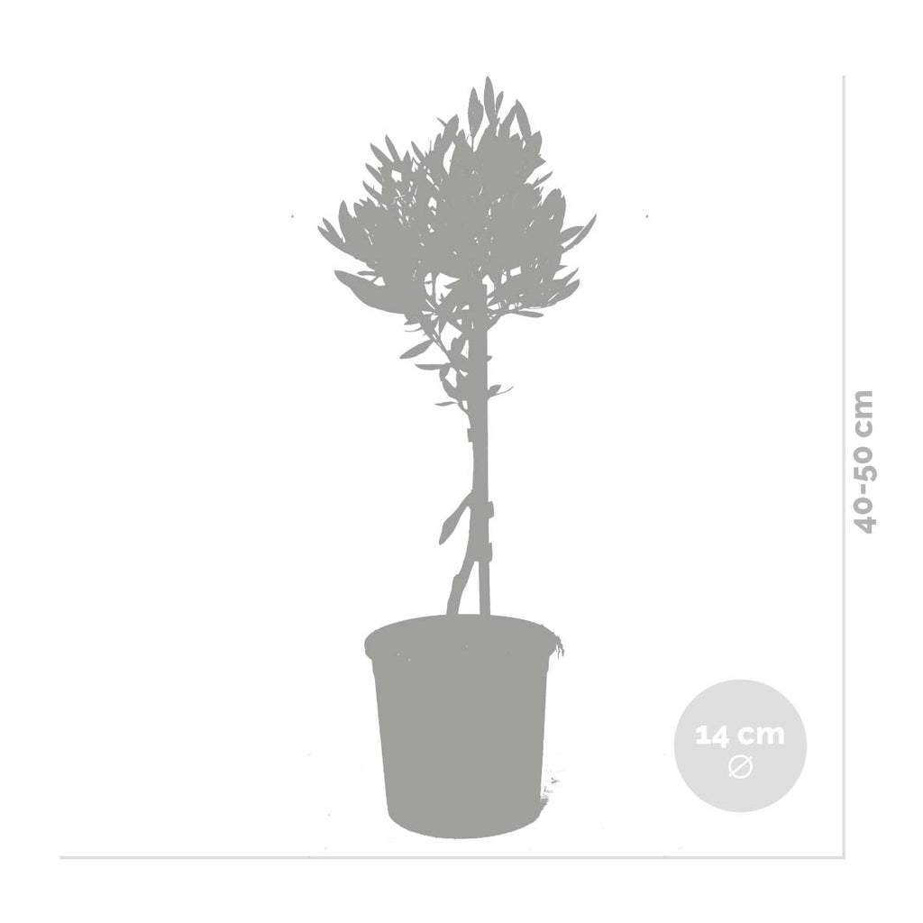 Set of 2 Olive Trees – Outdoor Plant