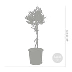 Set of 2 Olive Trees – Outdoor Plant