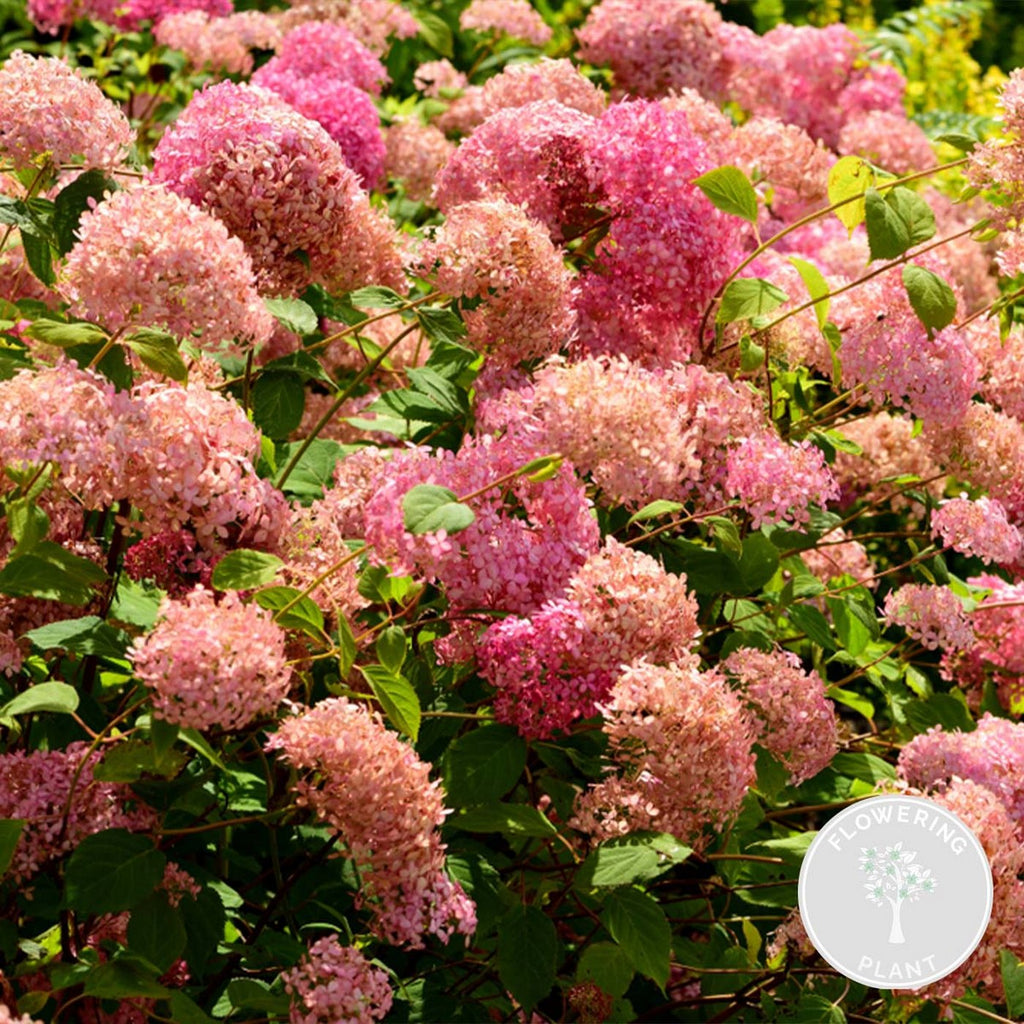 Hortensia Pink Annabel – Plante D'Extérieur