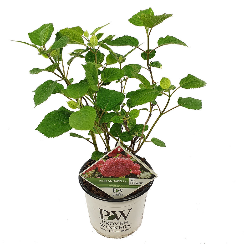 Hortensia Pink Annabel – Plante D'Extérieur