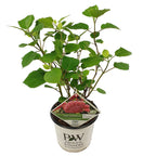 Hortensia Pink Annabel – Plante D'Extérieur