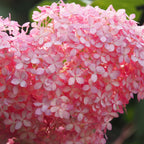 Hortensia Pink Annabel – Plante D'Extérieur