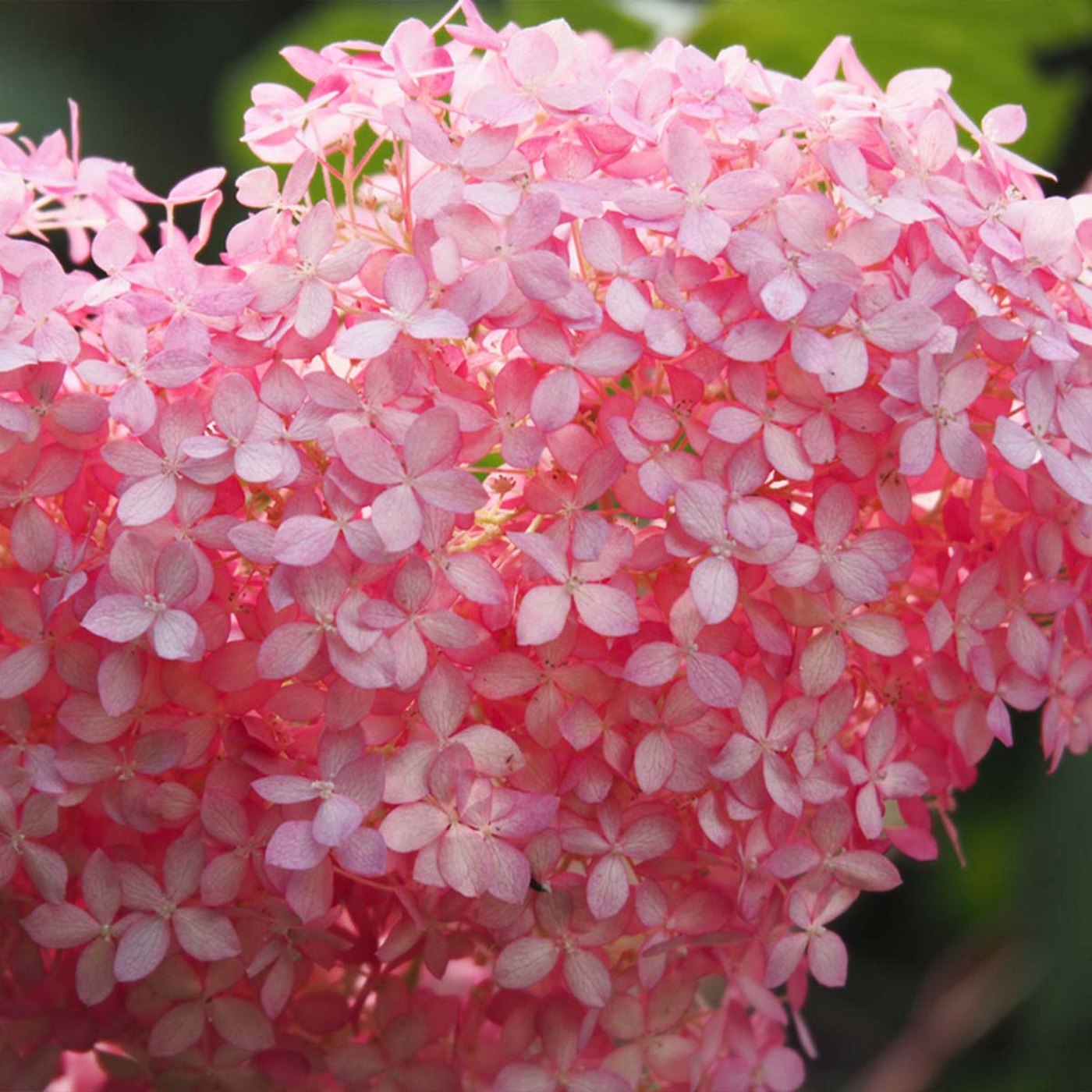 Hortensia Pink Annabel – Plante D'Extérieur