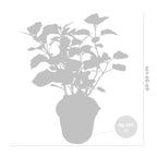 Hortensia Pink Annabel – Plante D'Extérieur