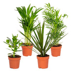Mélange De 4 Plantes Faciles D'Entretien – Plante D'Intérieur