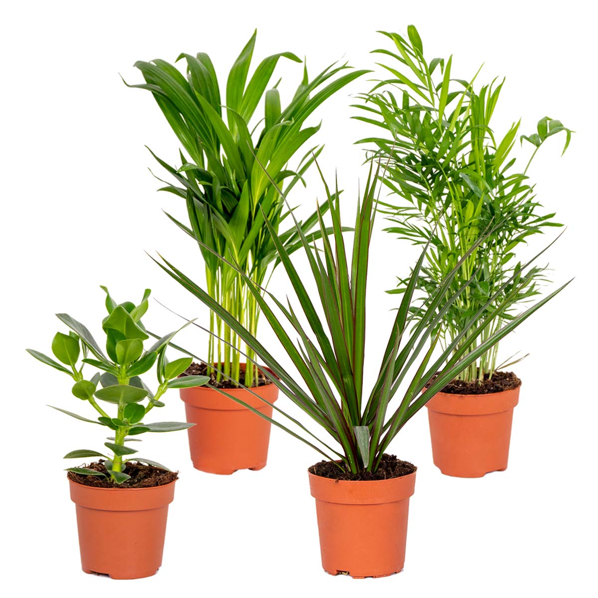 Mélange De 4 Plantes Faciles D'Entretien – Plante D'Intérieur