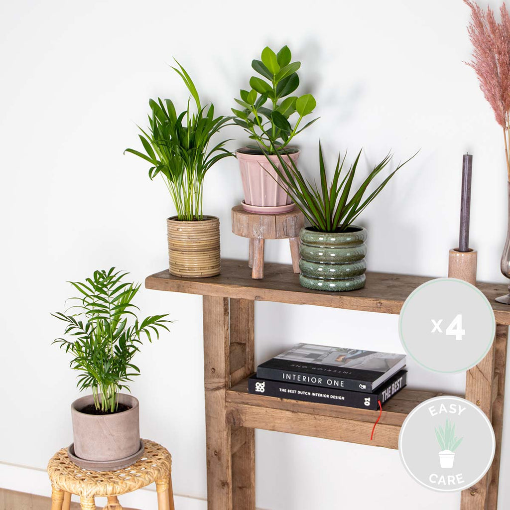Mélange De 4 Plantes Faciles D'Entretien – Plante D'Intérieur