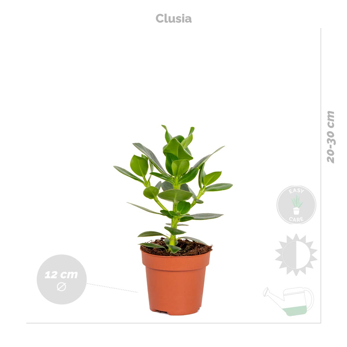Mélange De 4 Plantes Faciles D'Entretien – Plante D'Intérieur