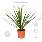 Mélange De 4 Plantes Faciles D'Entretien – Plante D'Intérieur