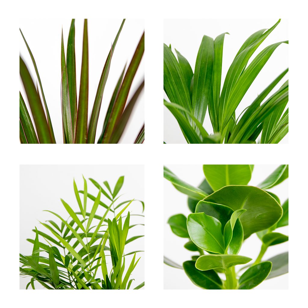 Mélange De 4 Plantes Faciles D'Entretien – Plante D'Intérieur