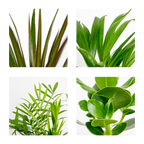 Mélange De 4 Plantes Faciles D'Entretien – Plante D'Intérieur