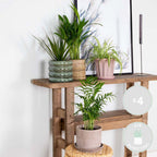 Lot De 4 Plantes Purificatrices D'Air – Plante D'Intérieur