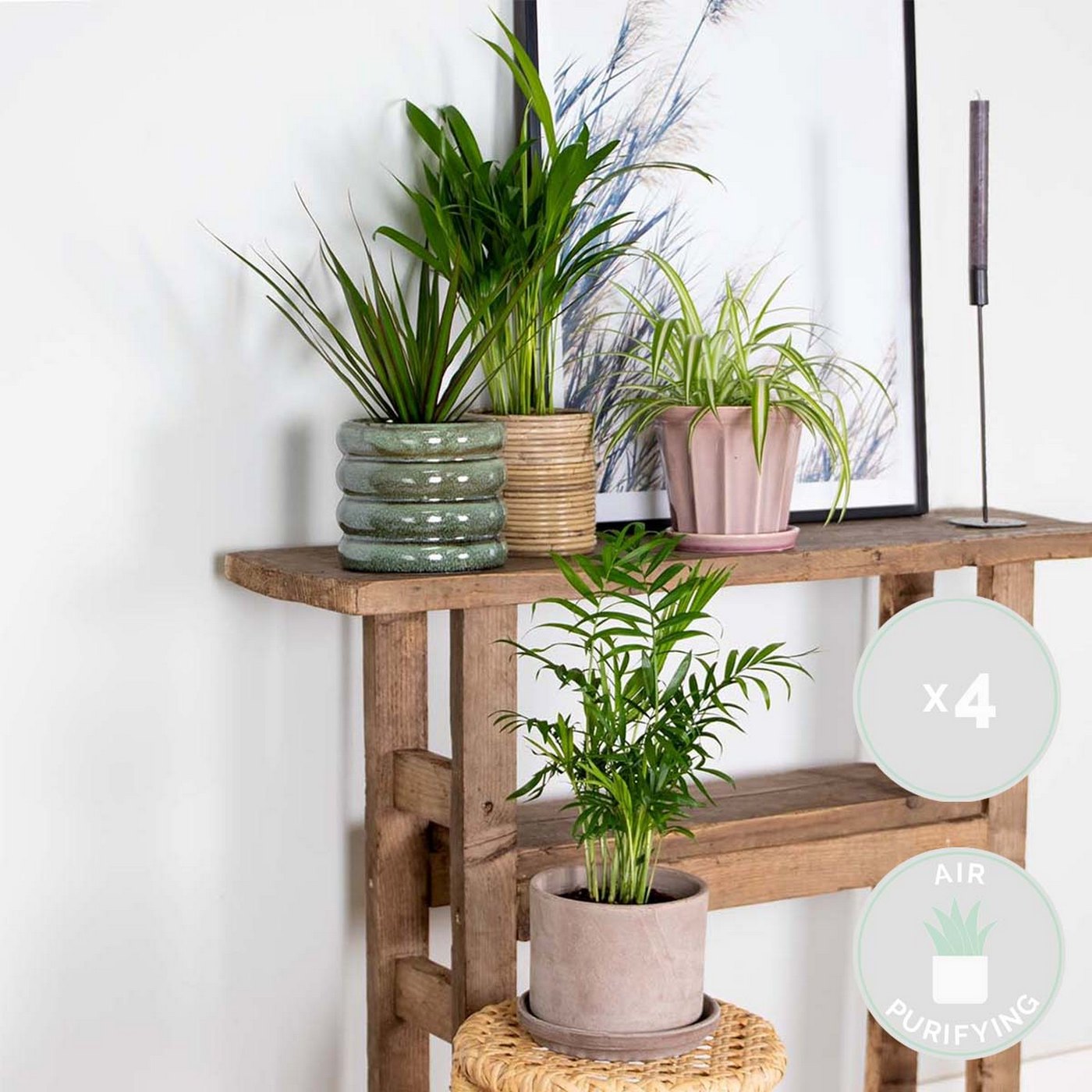 Lot De 4 Plantes Purificatrices D'Air – Plante D'Intérieur