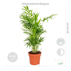 Lot De 4 Plantes Purificatrices D'Air – Plante D'Intérieur