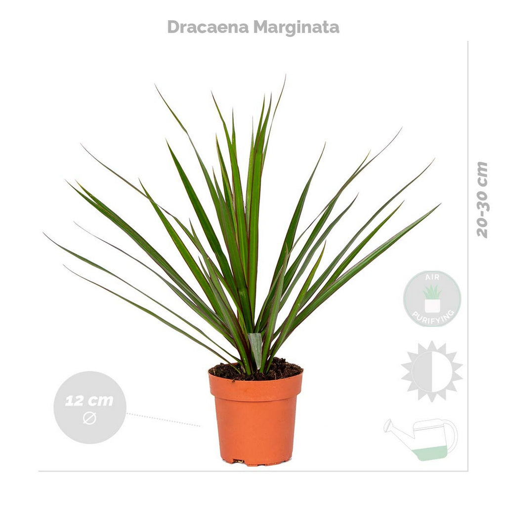 Lot De 4 Plantes Purificatrices D'Air – Plante D'Intérieur
