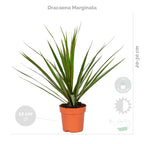 Lot De 4 Plantes Purificatrices D'Air – Plante D'Intérieur