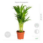Lot De 4 Plantes Purificatrices D'Air – Plante D'Intérieur