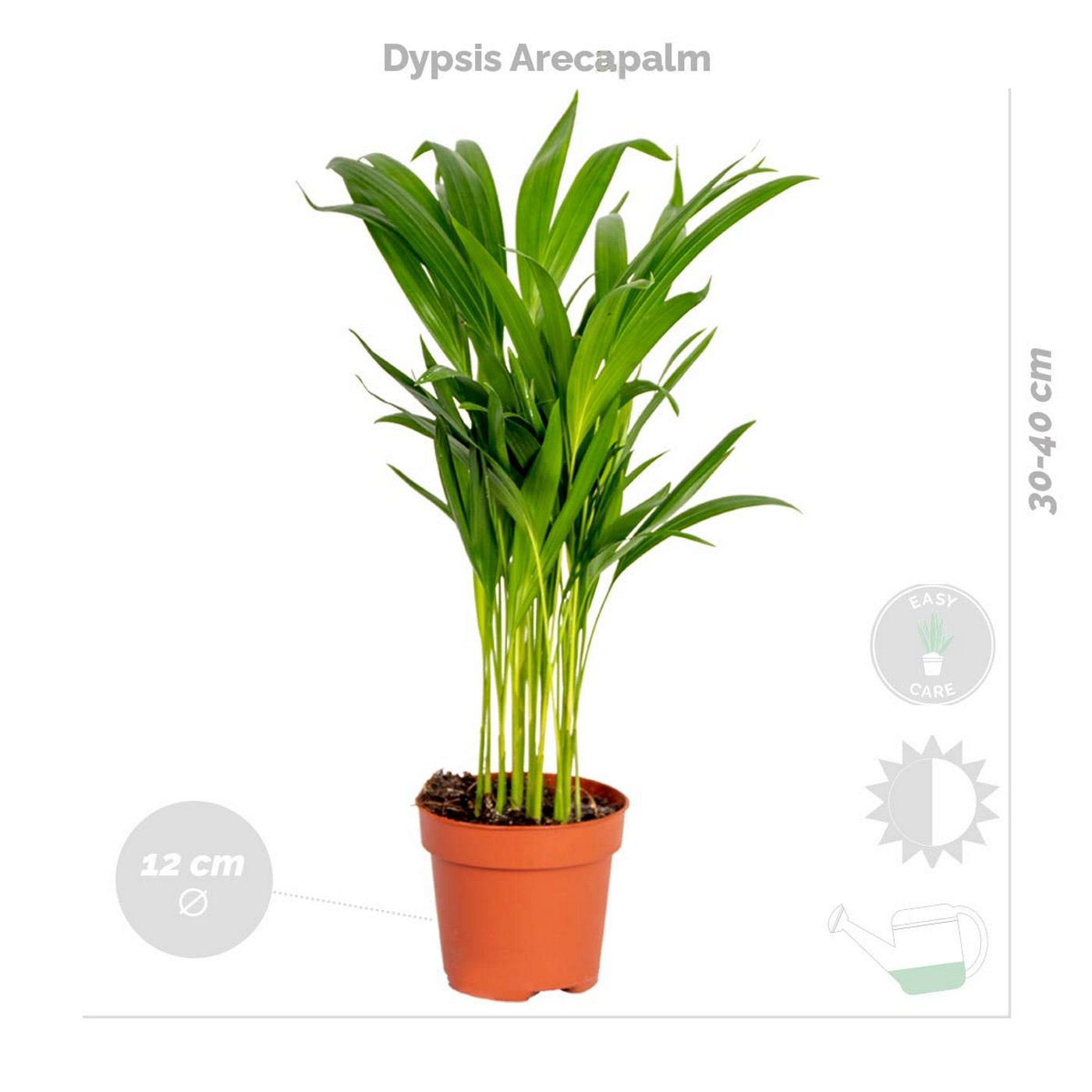 Lot De 4 Plantes Purificatrices D'Air – Plante D'Intérieur