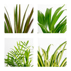 Lot De 4 Plantes Purificatrices D'Air – Plante D'Intérieur