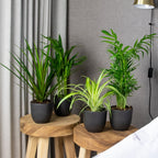 Lot De 4 Plantes Purificatrices D'Air – Plante D'Intérieur