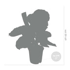 Calathéa Médaillon – Plante D'Intérieur