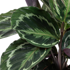 Lot De 2 Calathéa Médaillon Et Orbifolia – Plante D'Intérieur