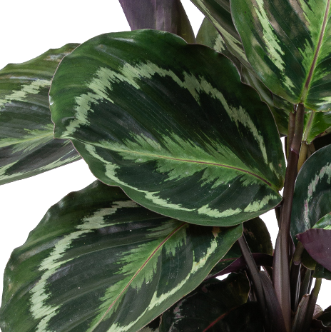 Lot De 2 Calathéa Médaillon Et Orbifolia – Plante D'Intérieur