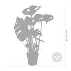 Monstera Deliciosa – Plante D'Intérieur