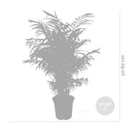 Chamaedorea Elegans – Plante D'Intérieur