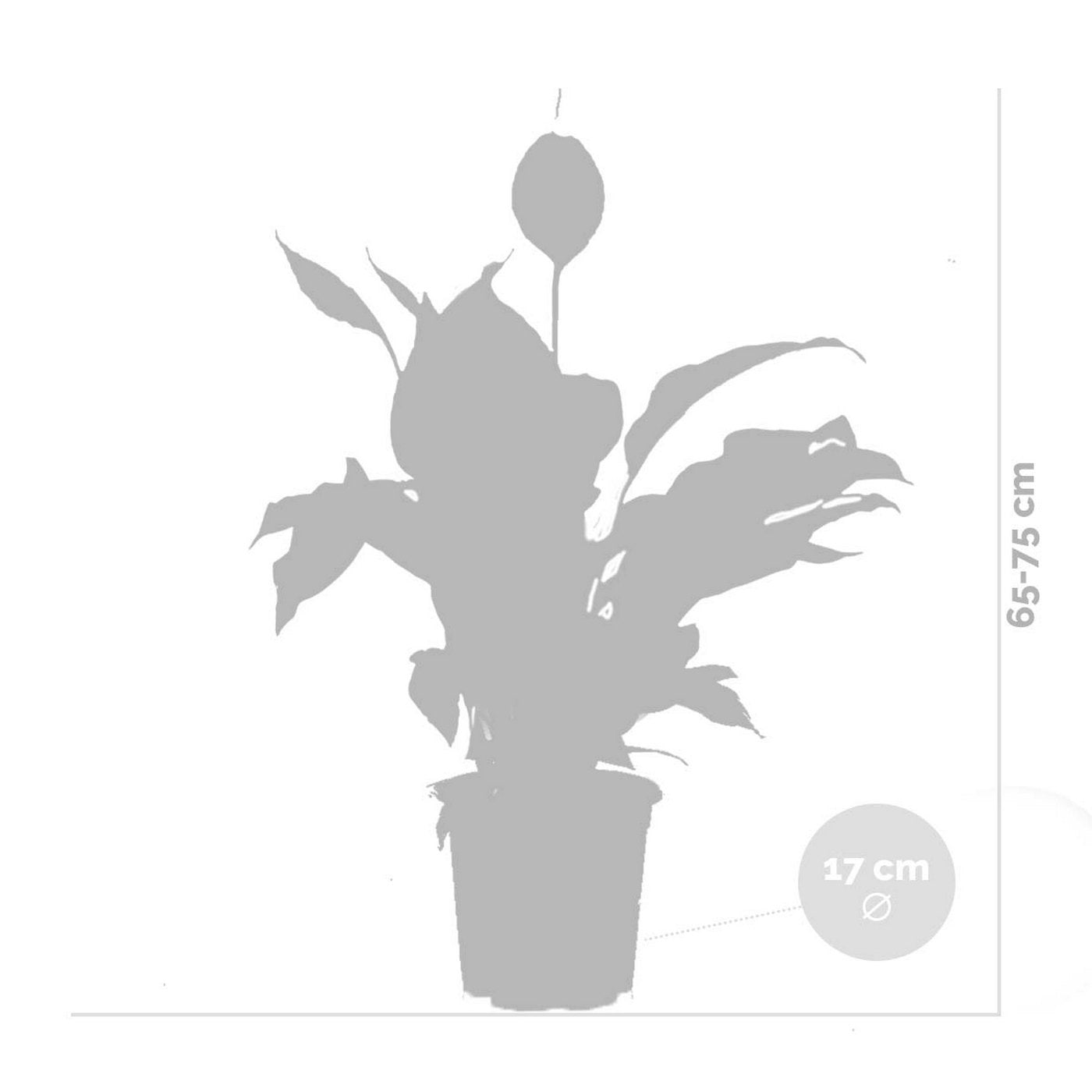 Spathiphyllum Bingo Cupido – Houseplant