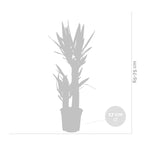 Yucca Elephantipes – Plante D'Intérieur