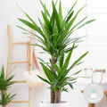 Yucca Elephantipes – Plante D'Intérieur