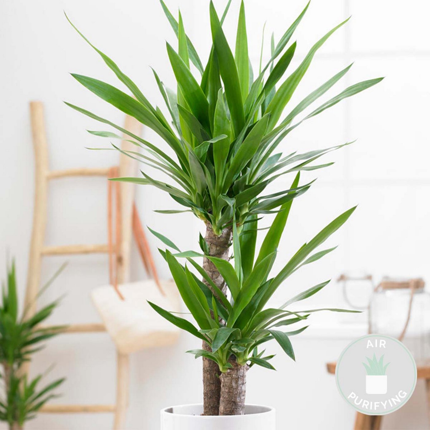 Yucca Elephantipes – Plante D'Intérieur