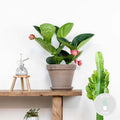 Medinilla Flamenco – Plante D'Intérieur