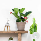 Medinilla Flamenco – Plante D'Intérieur
