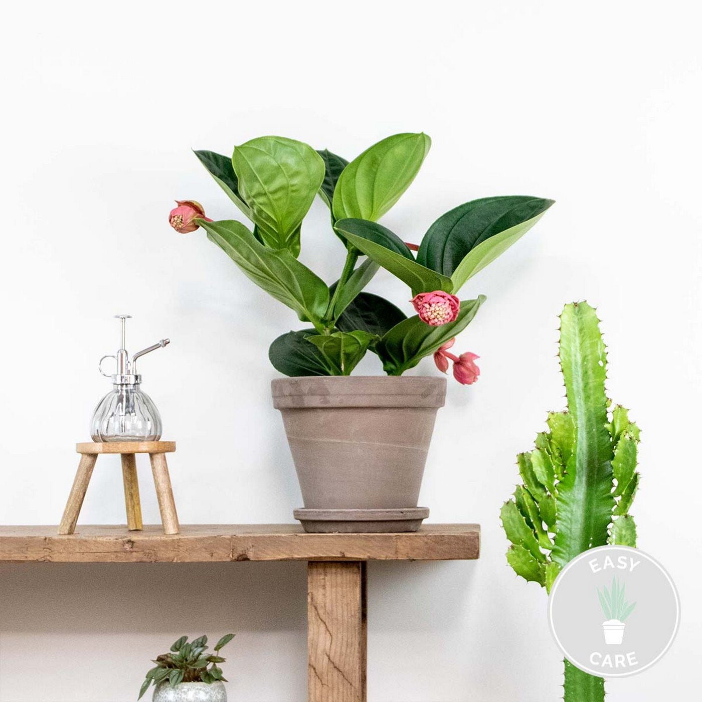 Medinilla Flamenco – Plante D'Intérieur