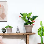 Medinilla Flamenco – Plante D'Intérieur