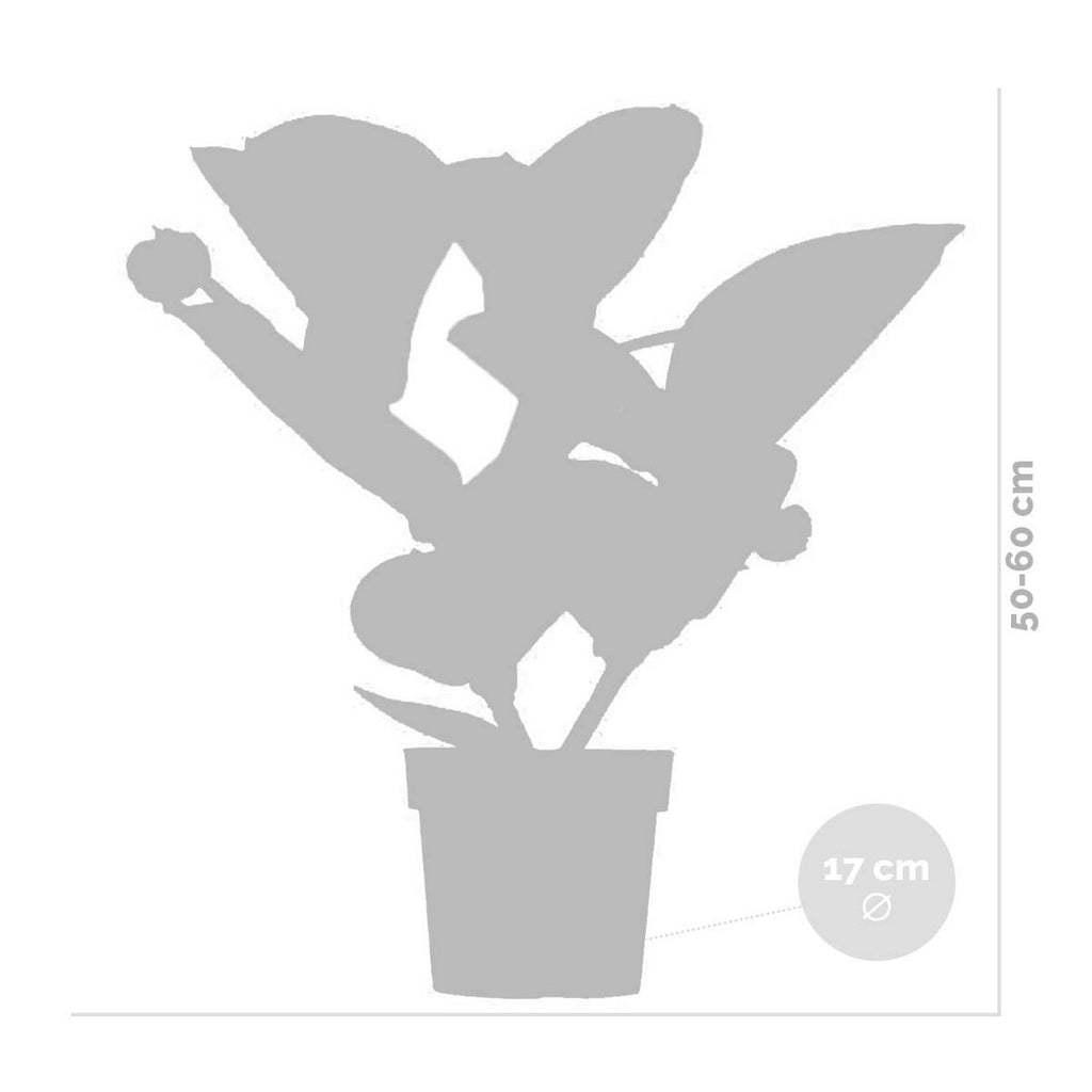 Medinilla Flamenco – Plante D'Intérieur