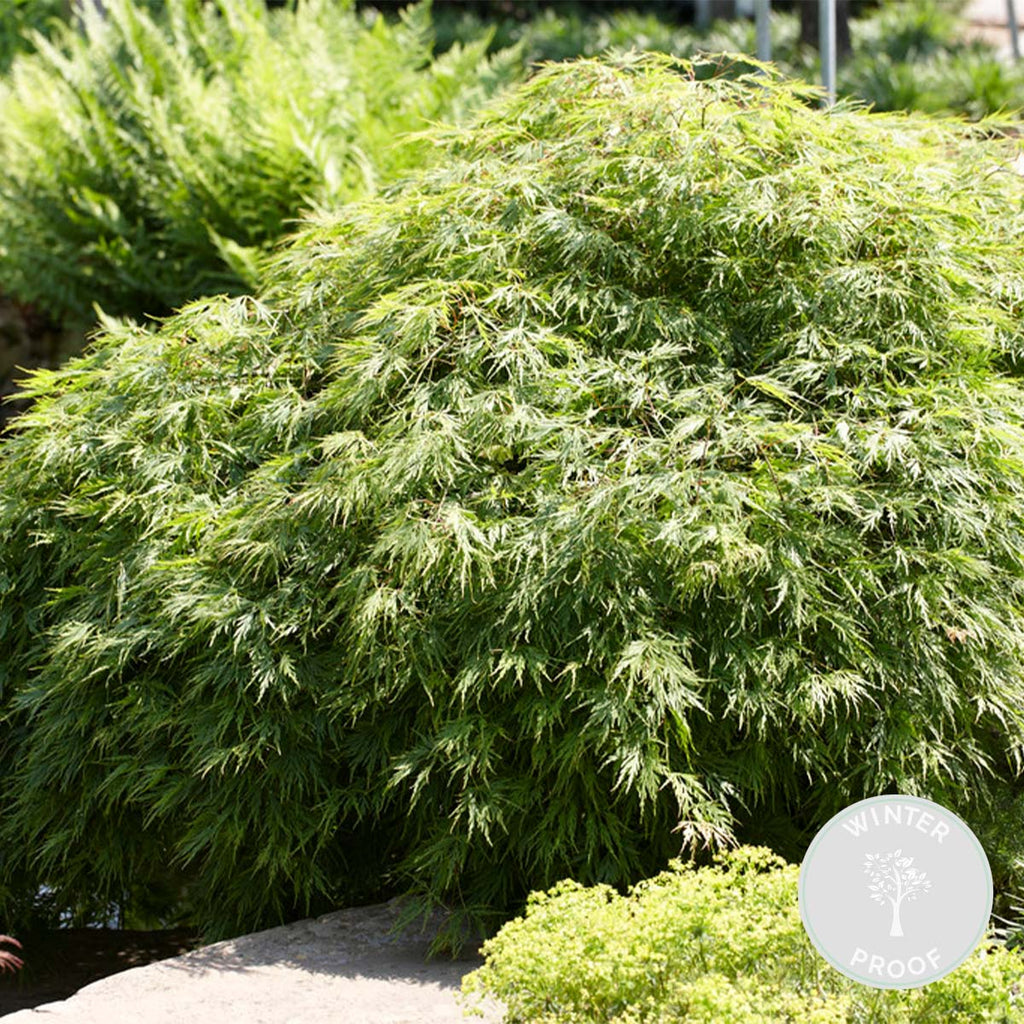 Érable Du Japon Emerald Lace – Plante D'Extérieur