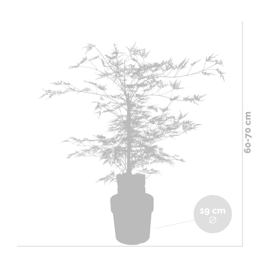 Érable Du Japon Emerald Lace – Plante D'Extérieur