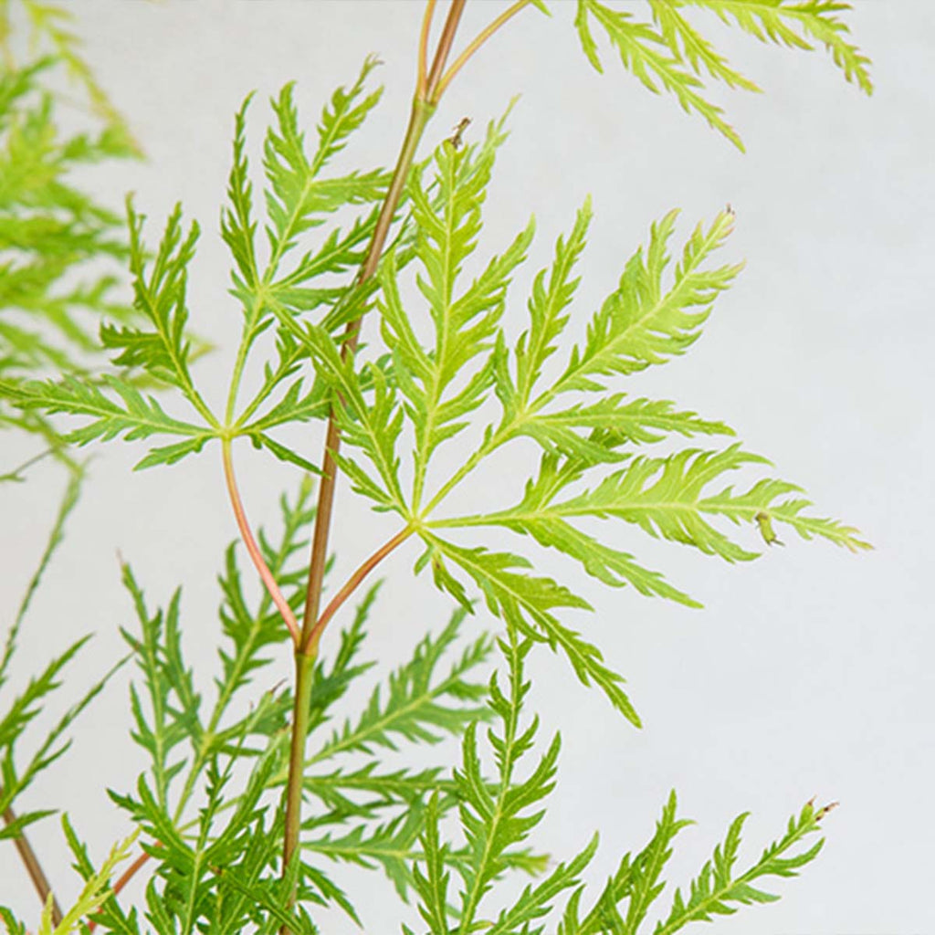Érable Du Japon Emerald Lace – Plante D'Extérieur