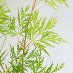 Érable Du Japon Emerald Lace – Plante D'Extérieur