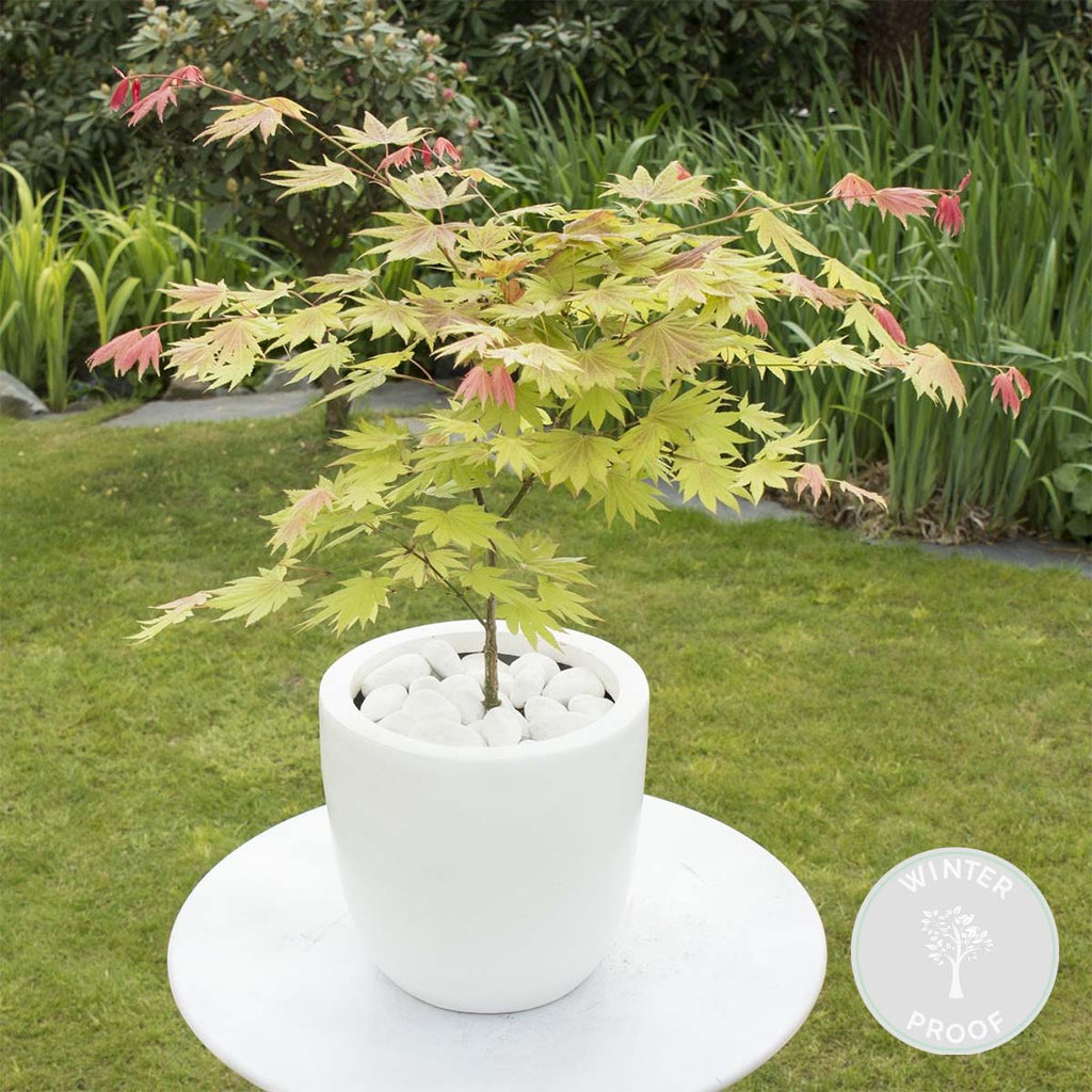 Érable Du Japon Moonrise – Plante D'Extérieur
