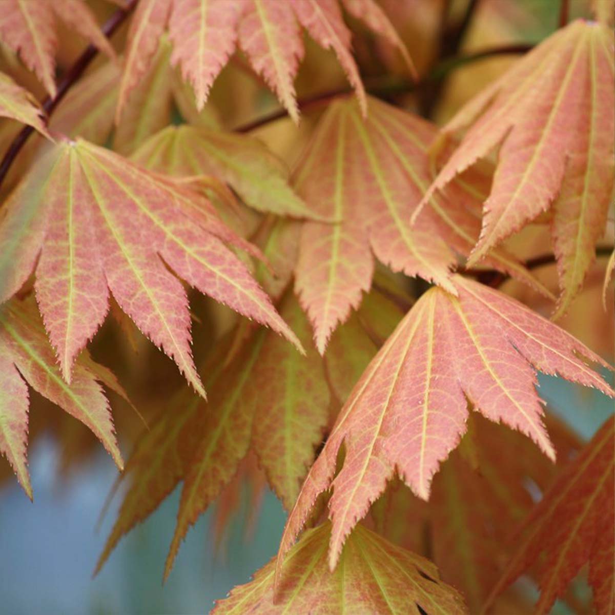 Érable Du Japon Moonrise – Plante D'Extérieur