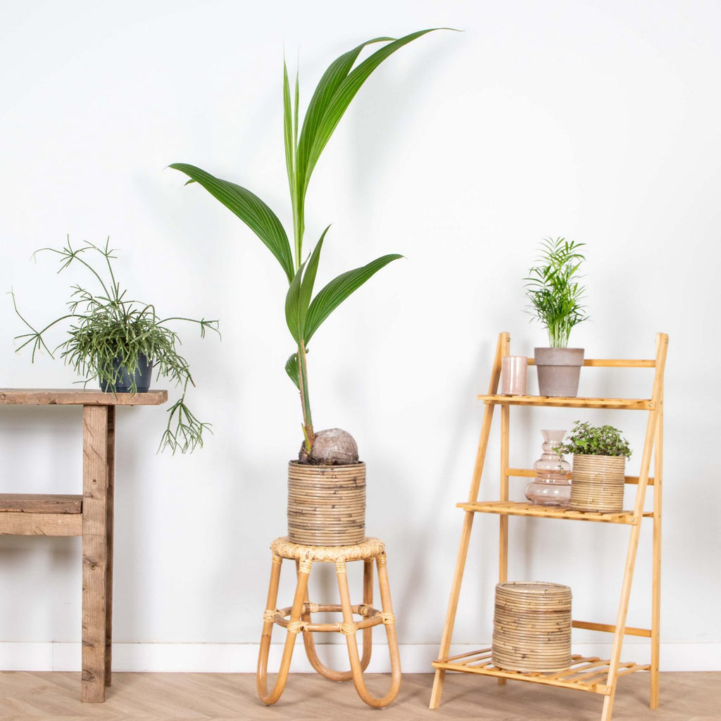 Cocos Nucifera – Indoor Plant