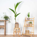 Cocos Nucifera – Indoor Plant