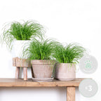 Lot De 3 Cyperus Zumula Herbe À Chat – Plante D'Intérieur