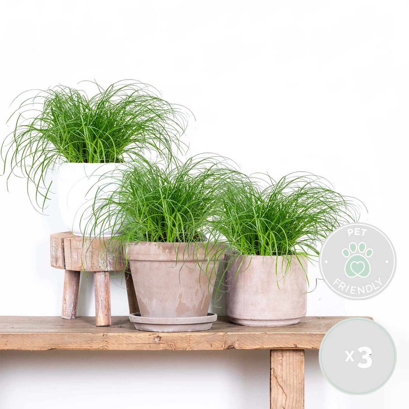 Lot De 3 Cyperus Zumula Herbe À Chat – Plante D'Intérieur