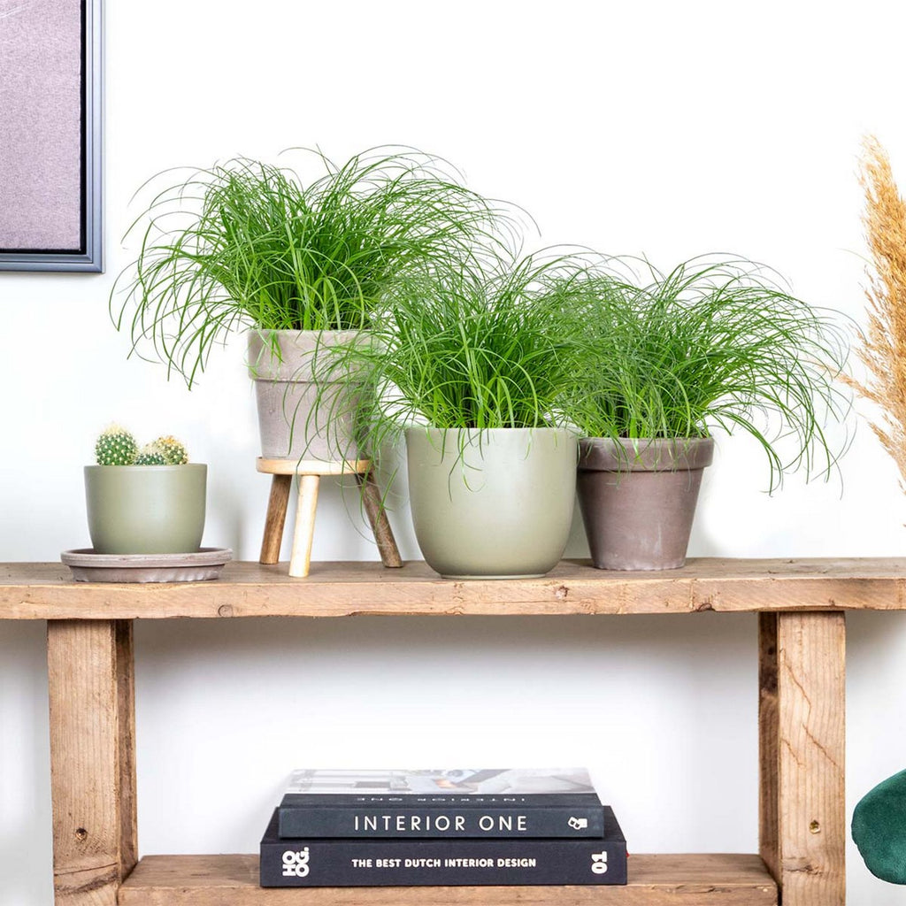 Lot De 3 Cyperus Zumula Herbe À Chat – Plante D'Intérieur