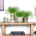 Lot De 3 Cyperus Zumula Herbe À Chat – Plante D'Intérieur